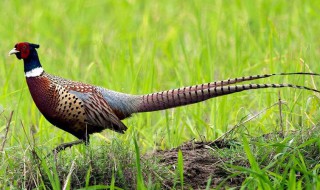 七彩山鸡养殖方法 七彩山鸡养殖方法七彩山鸡护发温度是多少