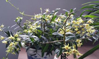 怎样盆栽石斛（怎样盆栽石斛盆景）