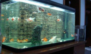 养金鱼有什么讲究吗 养金鱼有什么讲究吗养几条比较好