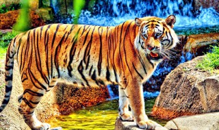 万兽之王是谁（不可一世的万兽之王是谁）