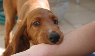 被够狗咬了出血怎么办 孕妇被够狗咬了出血怎么办