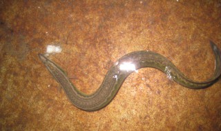 泥鳅怎么养 泥鳅怎么养的时间长