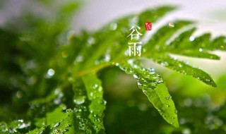 谷雨吃什么食物（谷雨吃什么食物养生窍门）