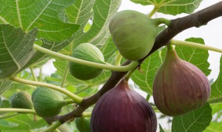 家种无花果树有讲究吗（家种无花果树有讲究吗视频）