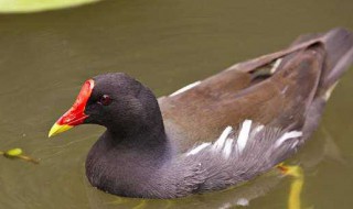 黑水鸡养殖方法 黑水鸡养殖方法图解
