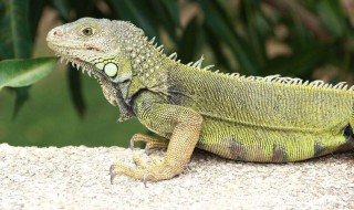 绿鬣蜥怎么养（绿鬣蜥怎么养肥）