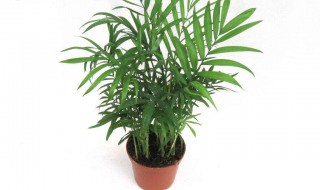 适合室内的植物（适合室内的植物有哪些）