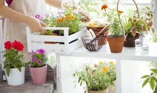 适合室内养的花 冬天适合室内养的花