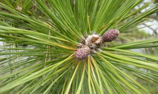 松树叶的作用（松树叶的作用与功效禁忌）