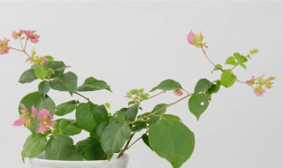 三角梅如何换花盆 三角梅如何换花盆视频教程