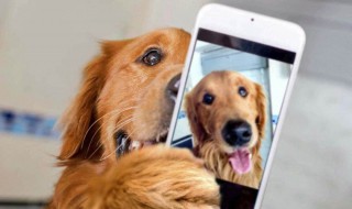 舔狗是什么意思是什么 做自己的舔狗是什么意思是什么