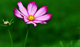 格桑花的祝福（格桑花的祝福舞蹈音乐）