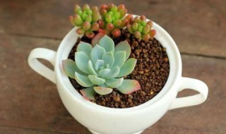 多肉怎么长得这么快（多肉怎么长得快呢）