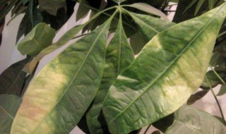 发财树黄叶子怎么办（绿萝发财树黄叶子怎么办）