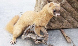 看见黄鼠狼有什么讲究 看见黄鼠狼有什么讲究嘛