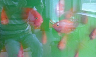 高锰酸钾给鱼消毒方法 用高锰酸钾给鱼消毒方法