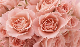 教师节送什么花给老师（适合送老师的花）