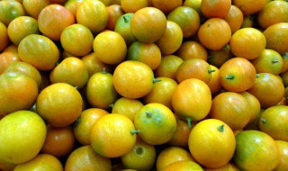 金柑的修剪方法（金柑的修剪方法图解）