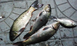 草鱼破肚的方法 草鱼破鱼技巧与方法