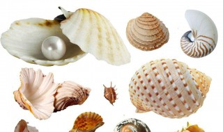 软化贝壳的方法（软化贝壳的方法是什么）