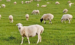 羊乳的保鲜方法 羊乳的保鲜方法视频