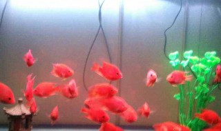 鱼缸水浑浑的怎么解决 鱼缸经常浑水怎么办