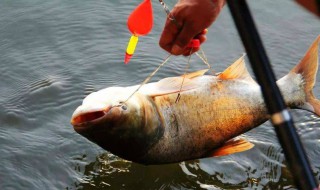 怎样钓鲢鳙 秋末冬初怎样钓鲢鳙