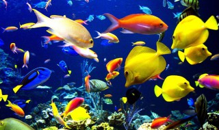 观赏鱼养什么鱼合适 观赏鱼养什么鱼合适图片