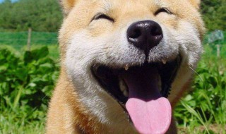 幽默爆笑的段子推荐（幽默爆笑段子大全）