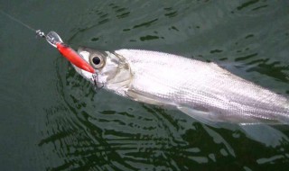 钓海鱼的方法 钓海鱼的钓法