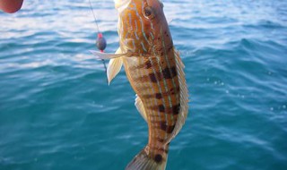 做鱼钓的方法（用什么方法钓鱼）