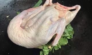 鸭子的拔毛方法 鸭子的拔毛方法视频