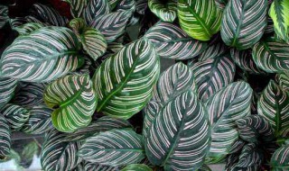 竹芋的修剪方法（竹芋的修剪方法和技巧）