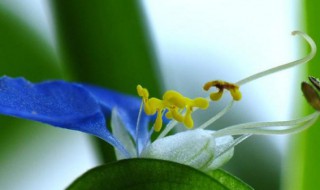 鸭舌草的繁殖方法 鸭舌草种植方法