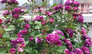 硫酸亚铁适合浇什么花 硫酸亚铁适合浇什么花 多久浇一次