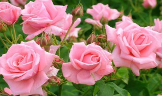 粉玫瑰适合送什么人（蓝玫瑰适合送什么人）