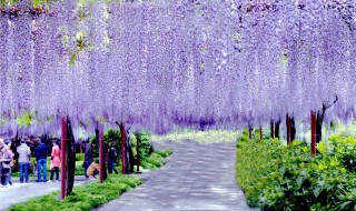 紫藤花花语 紫藤花语赞美诗歌谱