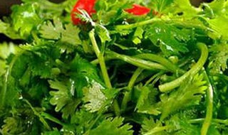 香菜的保存好方法 保存香菜的两个方法