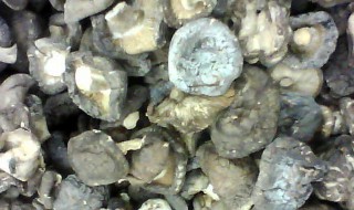 晒制干香菇的方法（香菇怎么晒成干香菇）