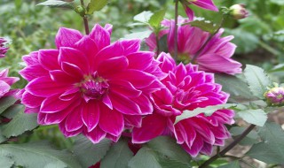 地瓜花的养护方法（地瓜花怎么养护）