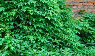 长青草的扦插方法 长青草的扦插方法图解