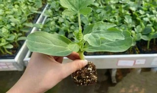 西瓜子种植的方法 西瓜子种植方法与时间
