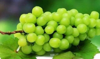 阳光葡萄的种植方法 阳光葡萄的种植方法和技术