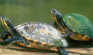 乌龟正确的饲养方法 乌龟怎么饲养方法