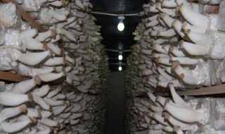 蘑菇菌种的配制方法 蘑菇菌种的配制方法视频