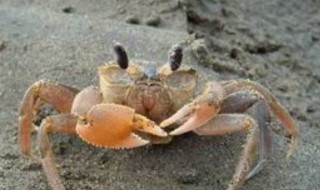 钓沙蟹的最佳方法（钓沙蟹的最佳方法视频）