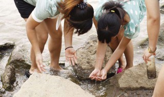 捉泥鳅的简易方法（捉泥鳅的简易方法图片）