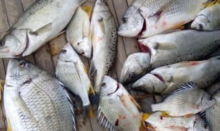 正确的渔获方法（正确的渔获方法视频）