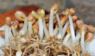 发花生芽的简单方法（发花生芽的简单方法视频）