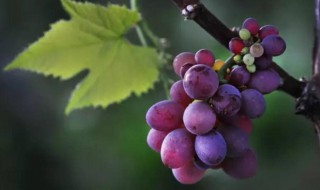 采摘葡萄最简单方法（采摘葡萄最简单方法视频）